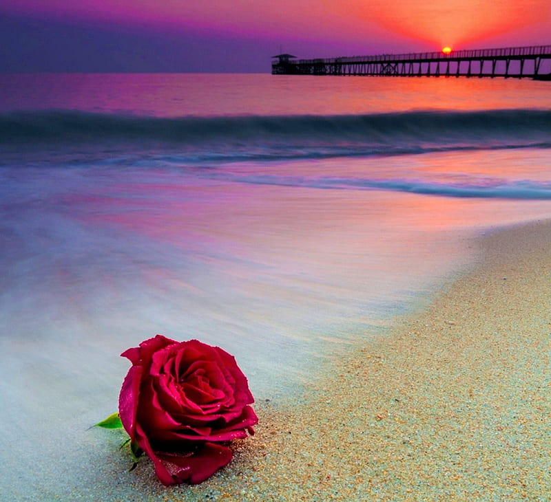 Rose of my heart, red, sand, rose, sea, HD wallpaper