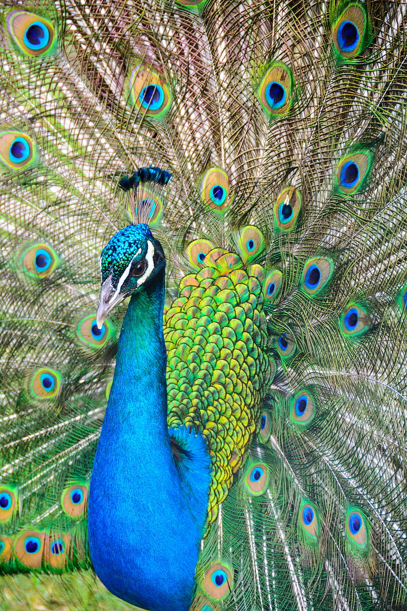 Blue and green peacock, HD phone wallpaper | Peakpx