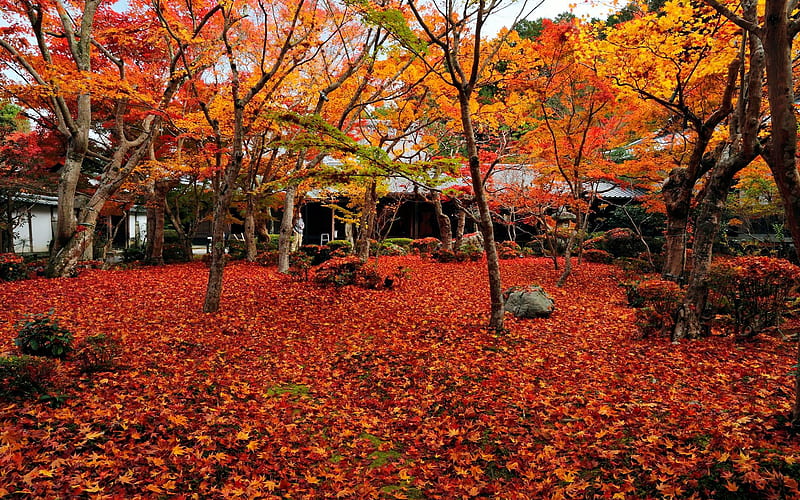 Small courtyard-Enkoji Temple Autumn, HD wallpaper