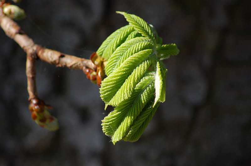 Beech leaves, leaves, spring, green, beech, HD wallpaper