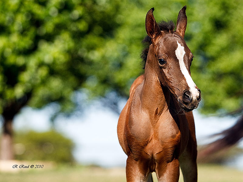 Baby Arabian, filly, foal, horses, brown horse, arabian horse, HD wallpaper