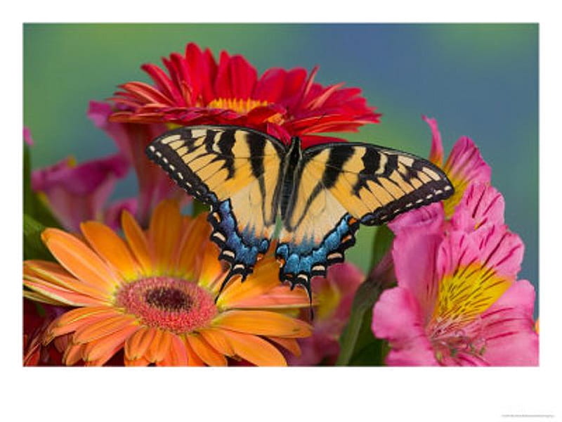 On the gerbers, red, viceroy, orange, black, yellow, daisies, butterfly, pink, blue, HD wallpaper