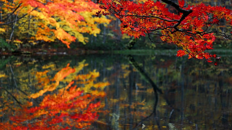 Autumn Lake, forest, nature, trees, lake, HD wallpaper | Peakpx