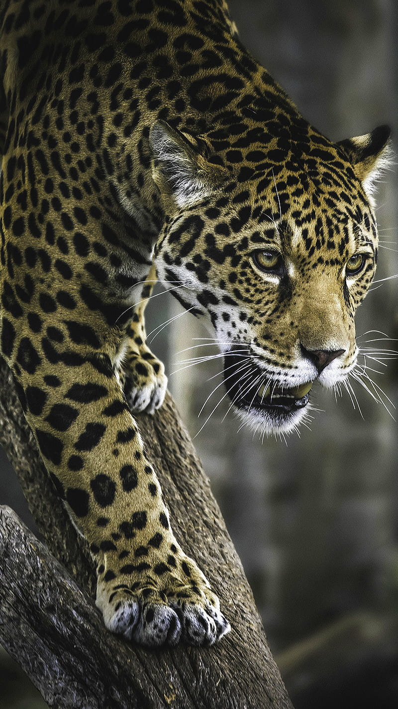 Leopard, animal, big, cats, wildcat, HD phone wallpaper