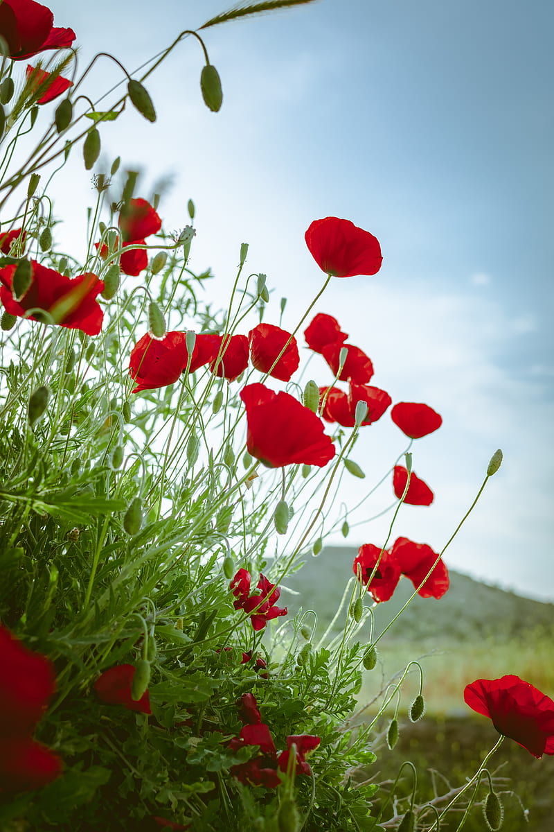 poppies, flowers, red, plant, bloom, HD phone wallpaper