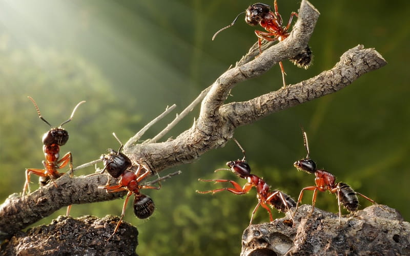 Working hard, ant, green, insect, creative, branch, wood, lolita777, situation, HD wallpaper