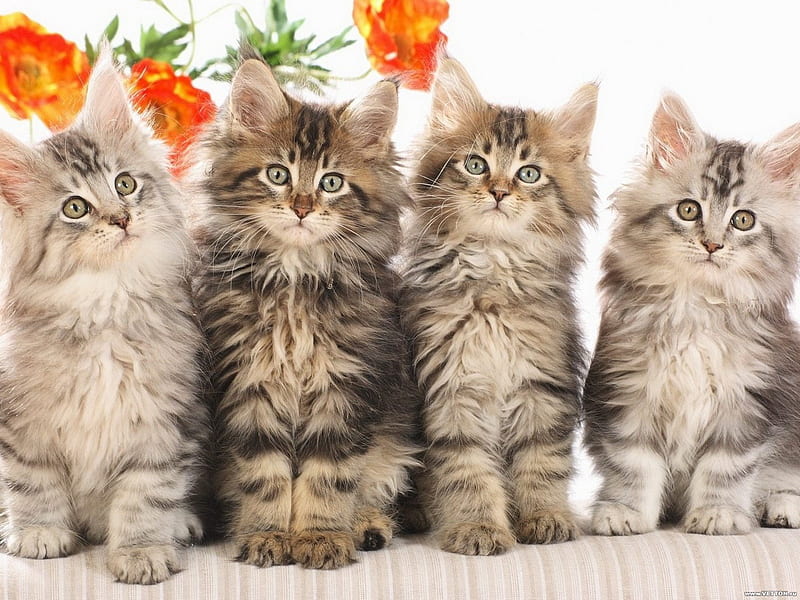 Pussycats, feline, flower, pussycat, cat, kitten, animal, HD wallpaper