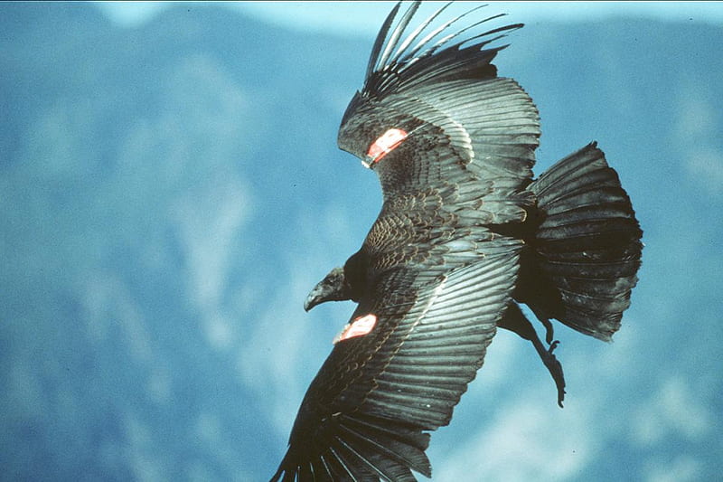 California Condor, graph, wings, california, shot, flight, wall, condor, animal, bird, flying, nature, HD wallpaper