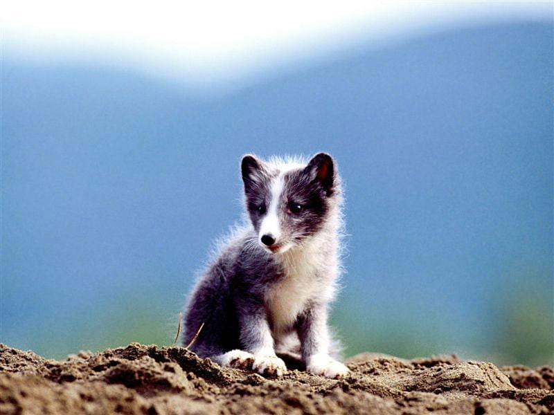 Young Arctic Fox, cute, arctic, young, black, white, kitten, cold, HD wallpaper
