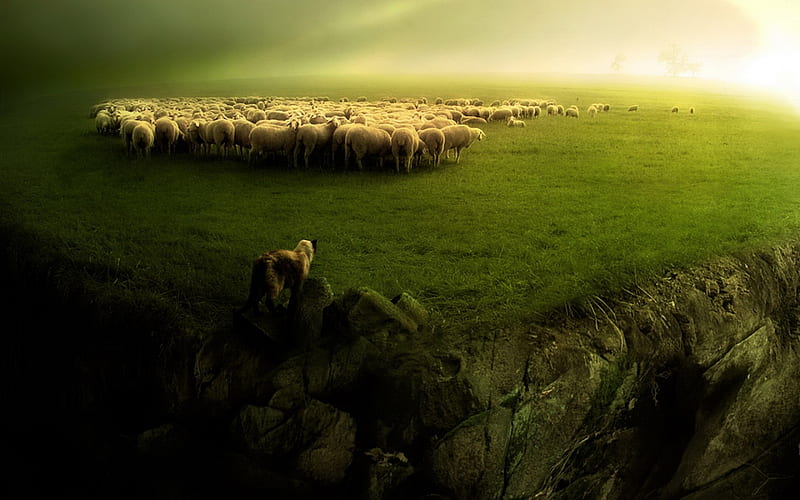 sheep and wolf , sheep-and-wolf-, HD wallpaper sheep and wolf , sheep-and-wolf-, HD wallpaper