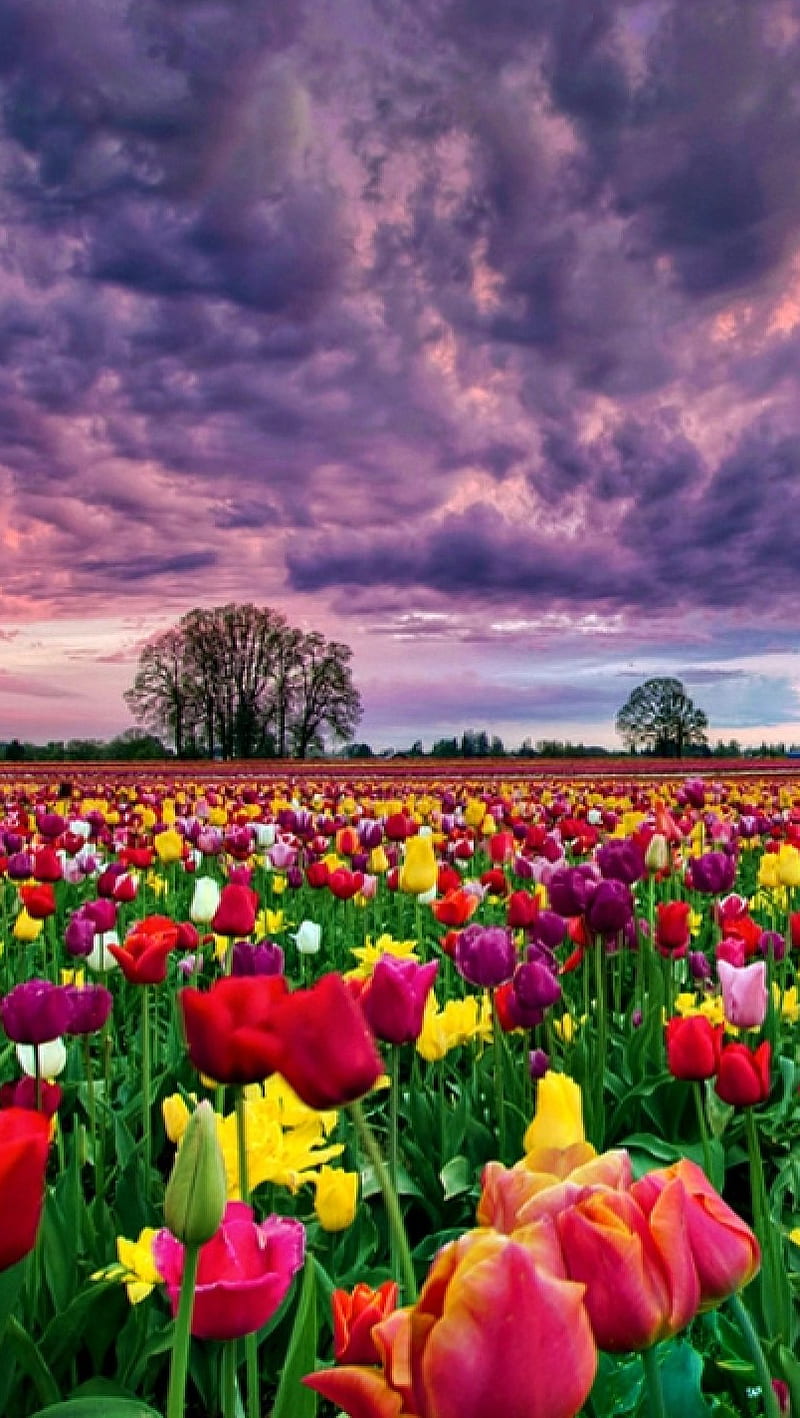 Flores y cielo, paisaje, naturaleza, tulipanes, Fondo de pantalla de  teléfono HD | Peakpx