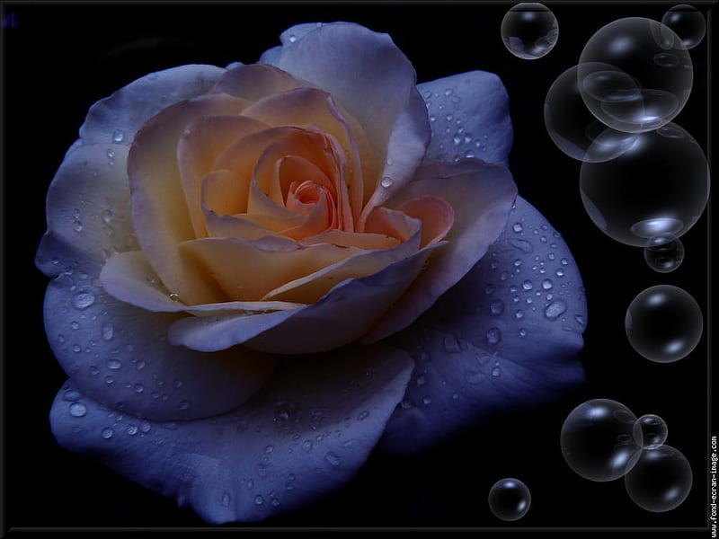 Rose and Bubbles, bubble, rose, flower, effect, nature, blue, HD