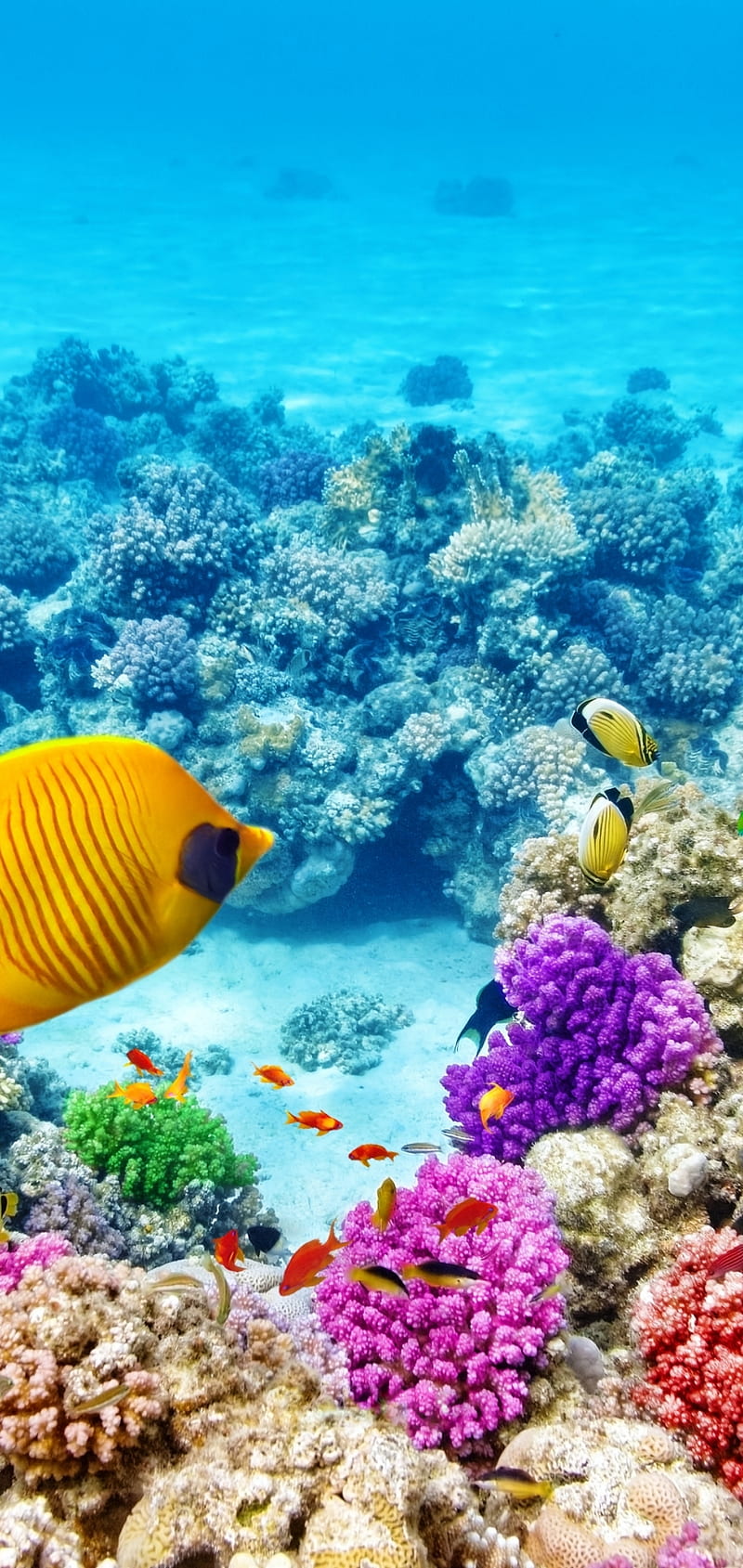 Oppo, ocean, fish, life, HD phone wallpaper