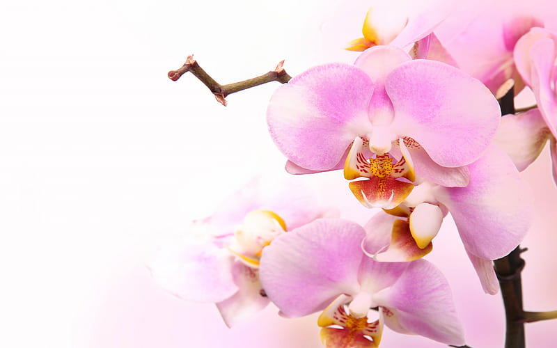 pink orchids, tropical flowers, orchids branch, potted plants, phalaenopsis, HD wallpaper