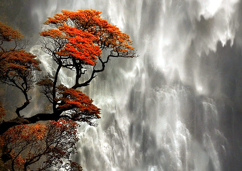 Devil'sPunch Bowl, tree, orange, new, nature, zealand, waterfalls, HD wallpaper