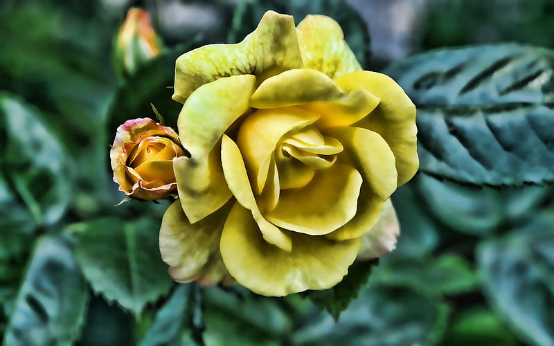 yellow rose, R, close-up, yellow bud, roses, yellow flowers, HD wallpaper