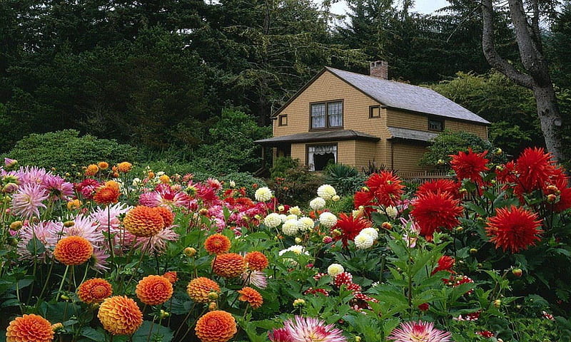 Nestled in Flowers, house, flowers, nature, trees, field, HD wallpaper
