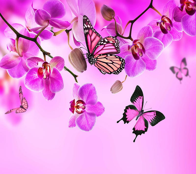 Orquídeas mariposas, bonito, lindo, mira, bonito, Fondo de pantalla HD |  Peakpx