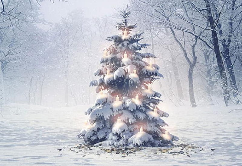 White christmas, cute, tree, nice, christmas, snow, fog, HD wallpaper ...