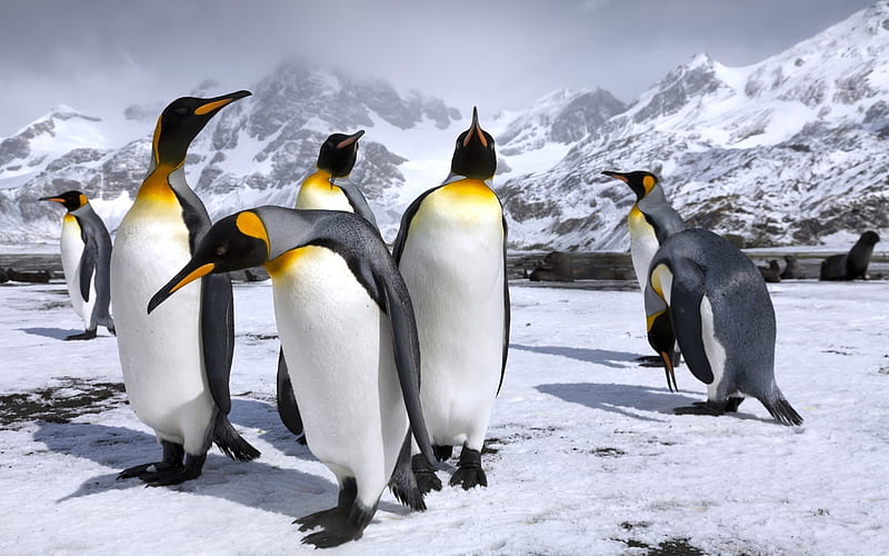 royal penguins, wildlife, winter, Aptenodytes patagonicus, penguins, HD wallpaper
