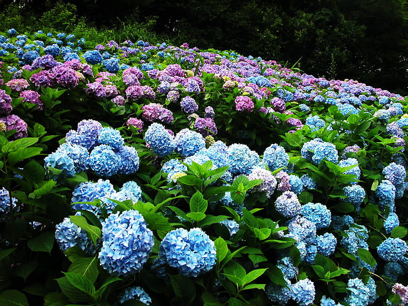 Fragrant field, hydrangea, flowers, pink, field, blue, HD wallpaper