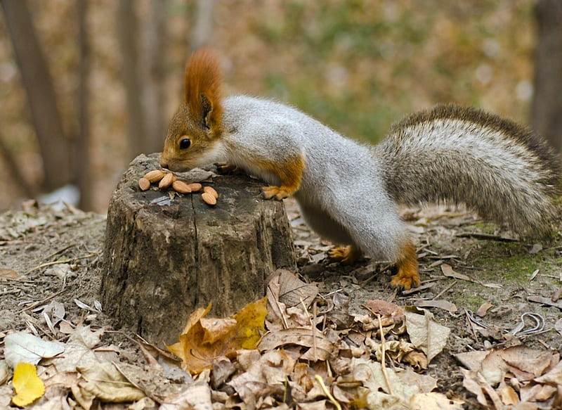 Squirrels Nuts Tree Stump, Stump, Tree, Nuts, Squirrels, Leaves, HD wallpaper