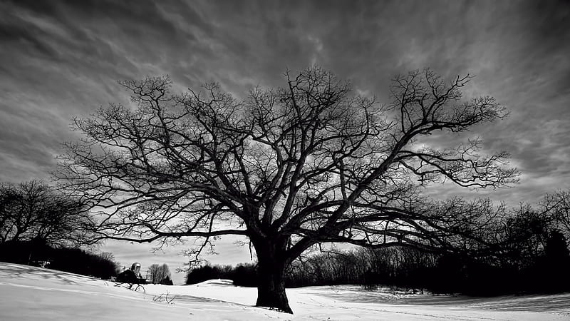 Big Oak Tree and Snow, naturescape, black and white, colorless, clouds, barn, skyscape oak tree, black, sky, tree, nikon, snow, oak, nature white, scene, HD wallpaper