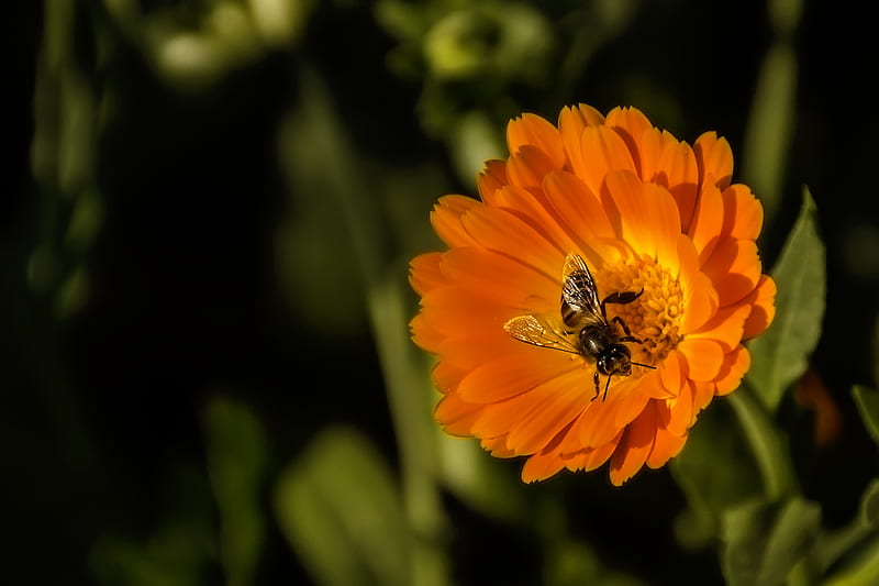 Black and Yellow Honey Bee Perch Orange Petaled Flower, HD wallpaper
