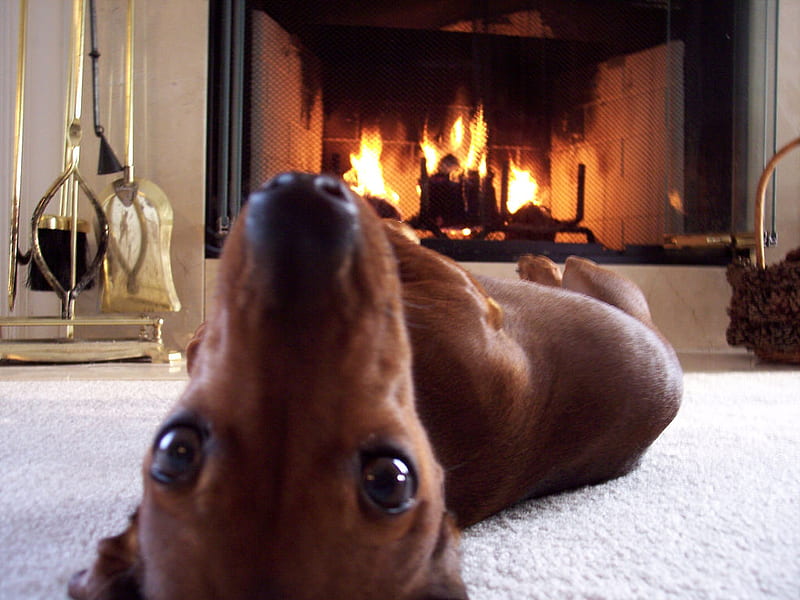 WHAT!!!!, fireplace, comfy, warmth, home, dog, spoiled, HD wallpaper
