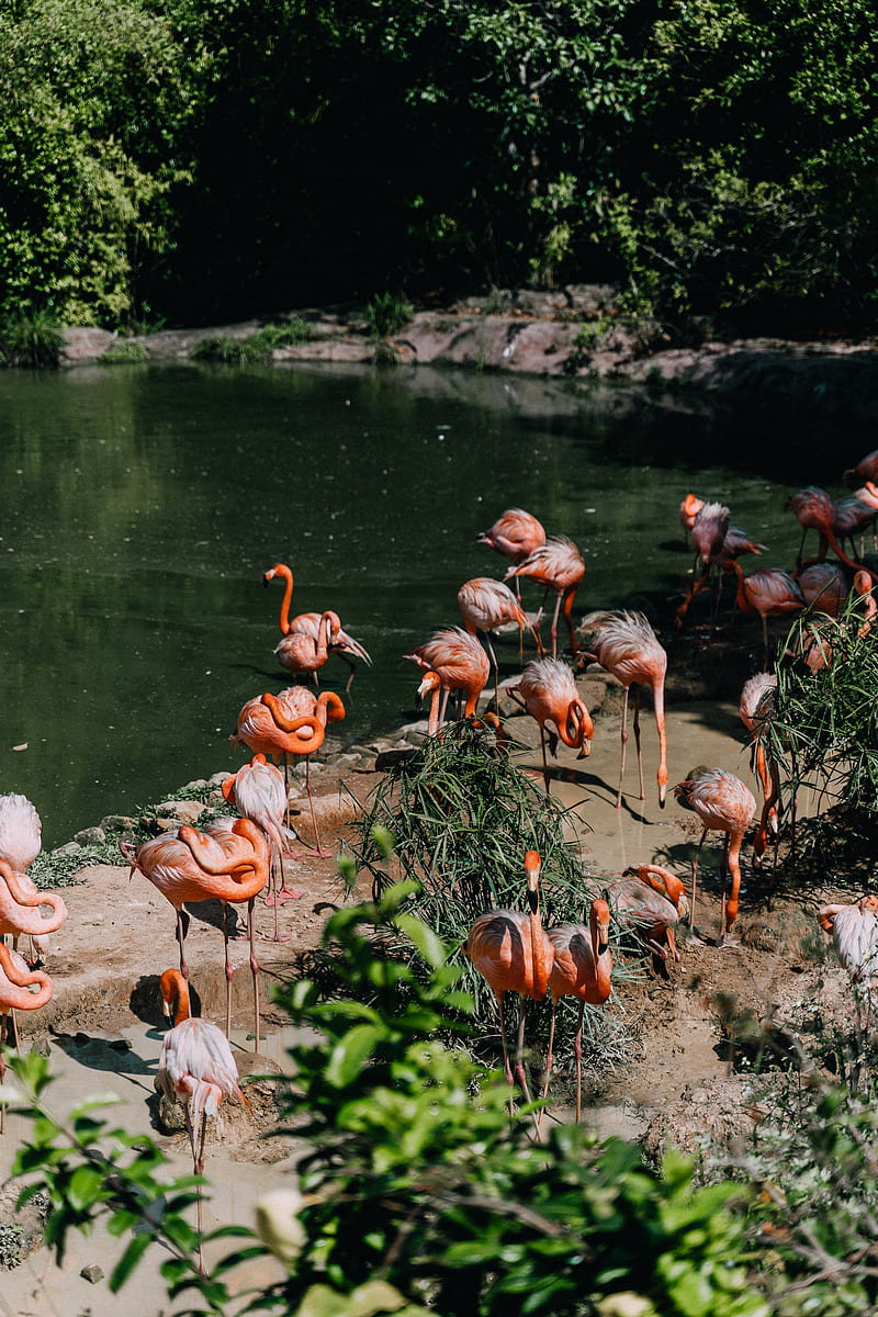 Pink Flamingos on Water, HD phone wallpaper