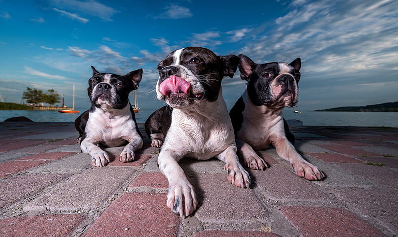 Dogs, Boston Terrier, Dog, Pet, HD wallpaper