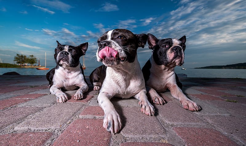 Dogs, Dog, Animal, Boston Terrier, HD wallpaper