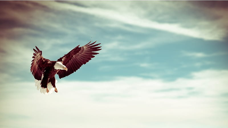 Hermoso pájaro águila volando cielo, Fondo de pantalla HD | Peakpx