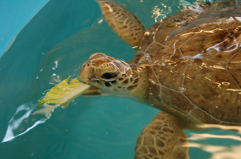 Hungry Sea Turtle, water, green, sea turtle, shield, eating, HD wallpaper