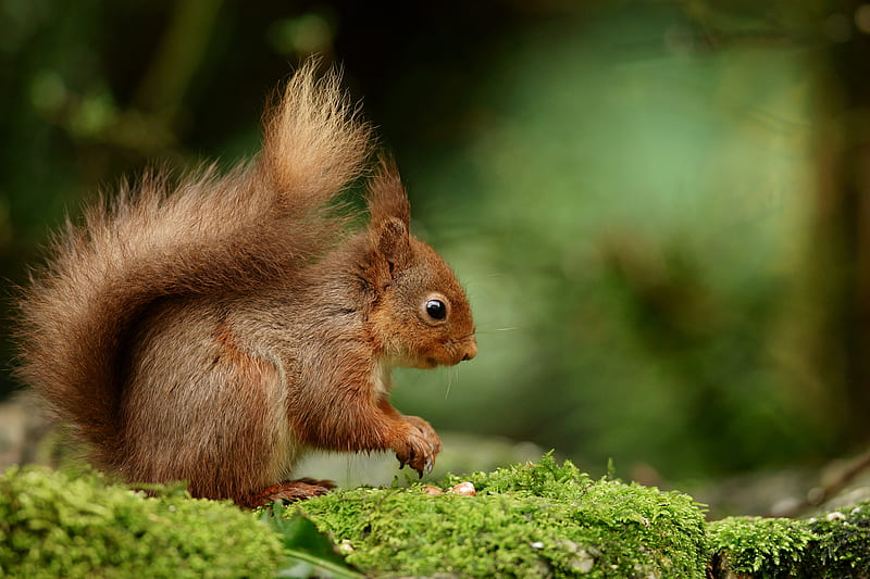 squirrel, rodent, nuts, fluffy, HD wallpaper