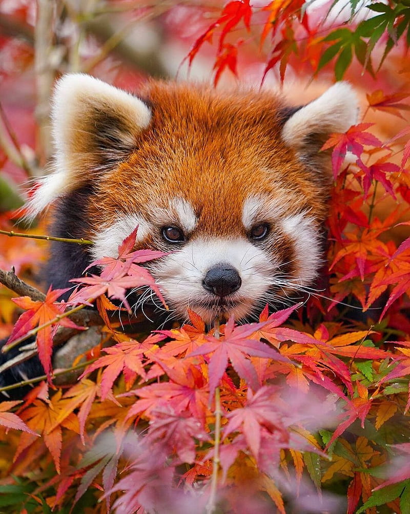 Red panda, animals, cute, forest, fox, nature, wild, wild animal, wildlife,  HD phone wallpaper | Peakpx