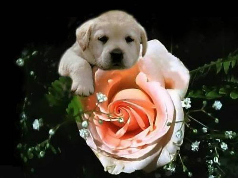 Dog with rose, cute, rose, funny, animals, dogs, HD wallpaper | Peakpx