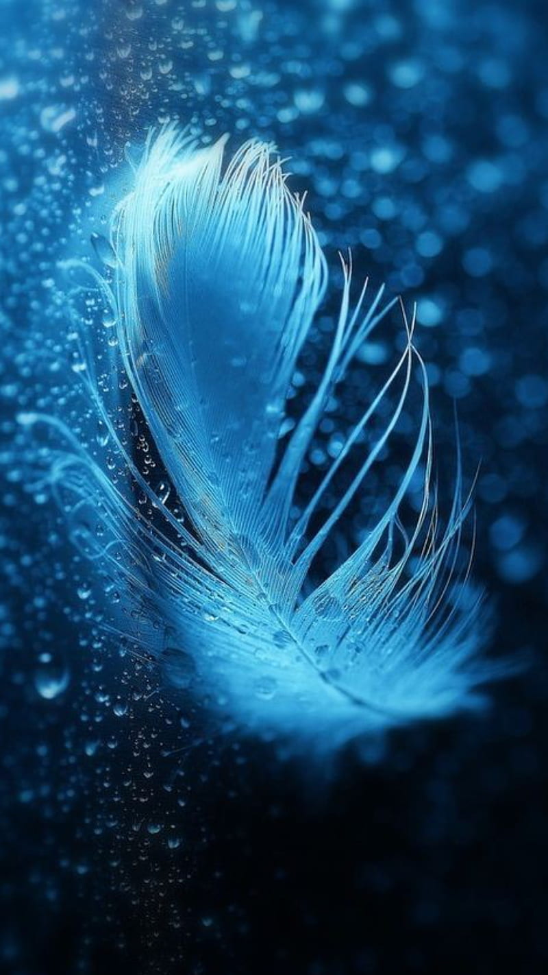 Blue, feather, zen, HD phone wallpaper