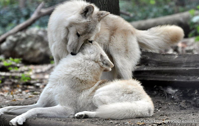 polarwolf, white, wolve, woelfe, wolves, HD wallpaper
