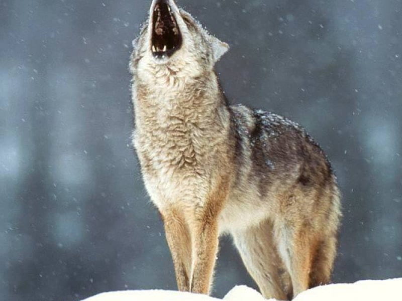 howling wolf, howling loudly, aldult timberwolf, HD wallpaper