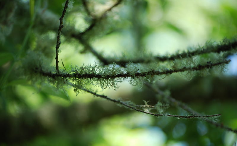 Mossy Branches Ultra, Nature, Forests, Green, Branches, Lichens, Mossy, HD wallpaper
