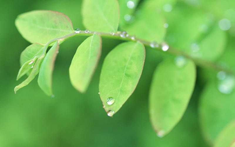 19 Soft Focus Green Leaves -Ethereal Green Leaves, HD wallpaper