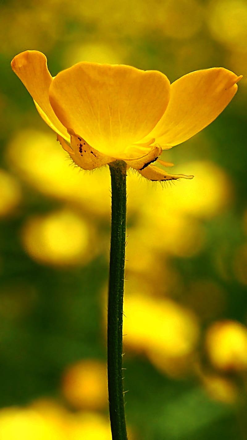 ButterCup Flower, flowers, nature, petals, seasons, spring, summer, yellow, HD phone wallpaper
