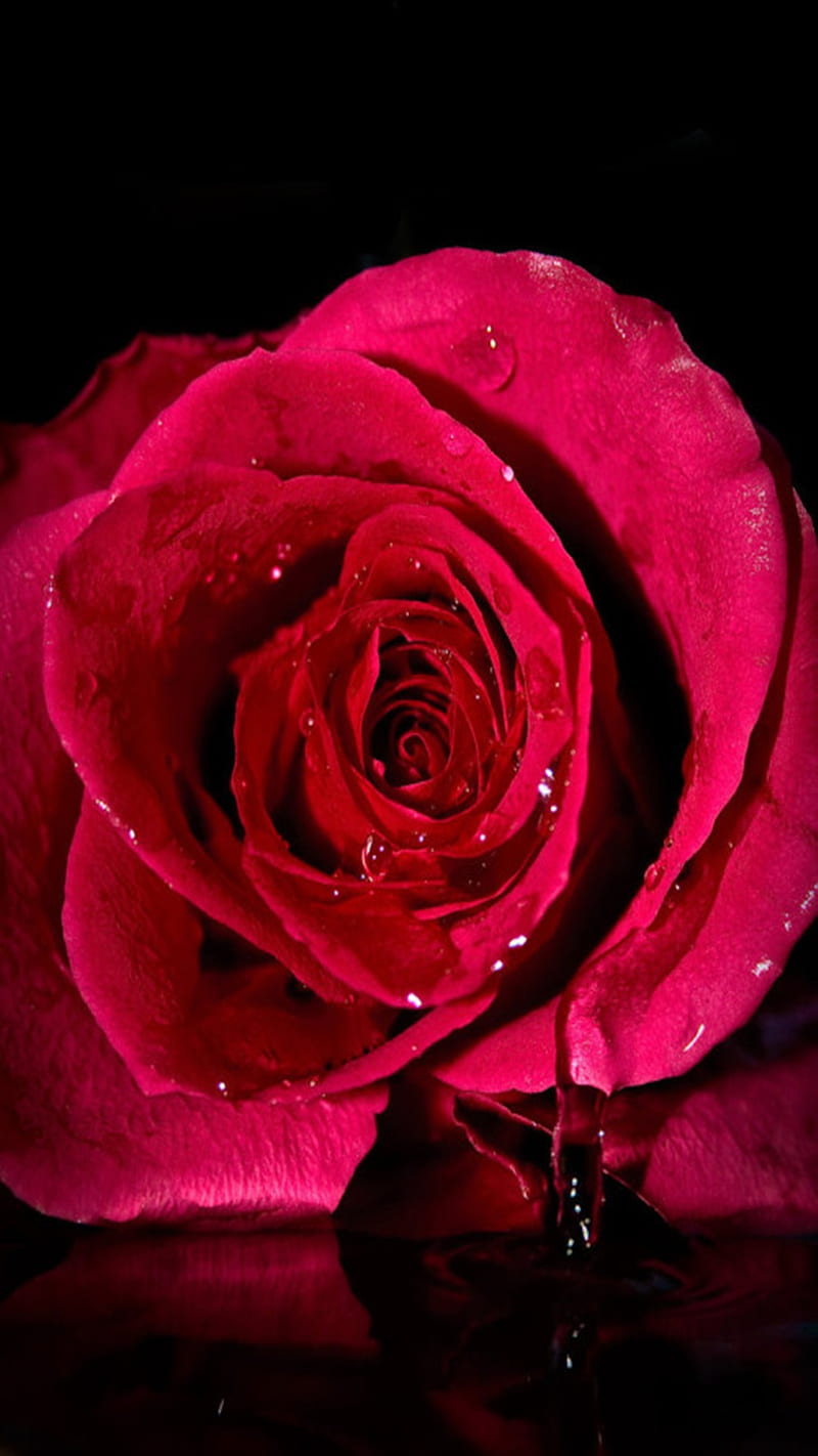 Red Rose, red, rose, HD phone wallpaper