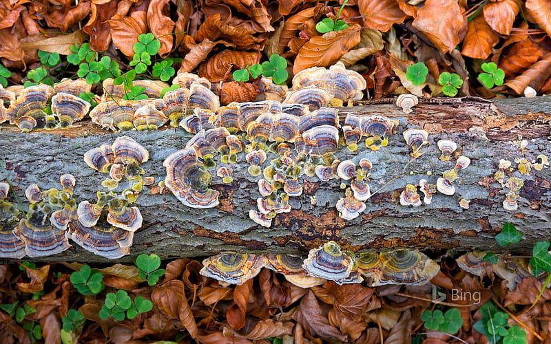 Spain Fungus Gorbea Natural Park 2018 Bing, HD wallpaper