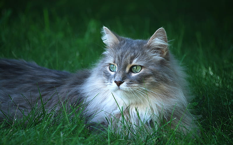 Maine Coon, green grass, close-up, fluffy cat, bokeh, cute animals, pets, cats, domestic cats, Maine Coon Cat, HD wallpaper