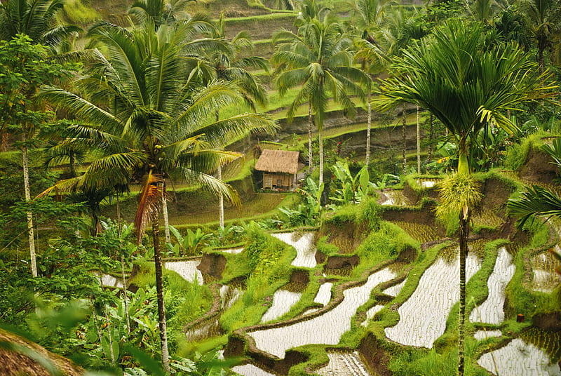 Rice Paddies, Bali, Indonesia, paddies, rice, bali, indonesia, HD wallpaper
