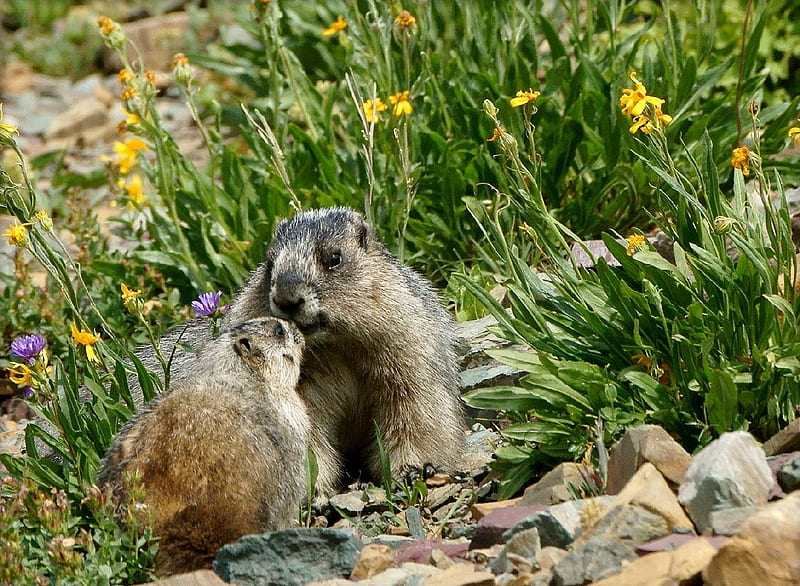 Marmots Love, cute, marmots, love, HD wallpaper