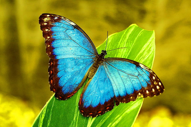 Morpho blue, leaves, butterfly, green, black, blue, HD wallpaper