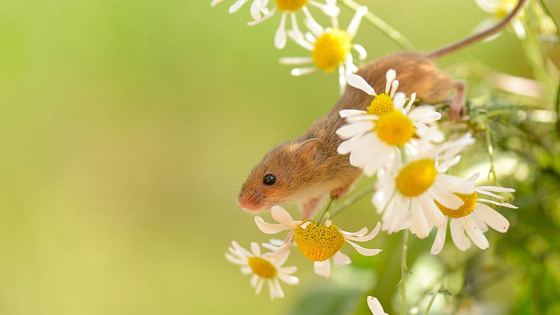 Field Mouse and Daisies, daisies, mouse, mice, summer, field mouse, flowers, Firefox Persona theme, HD wallpaper